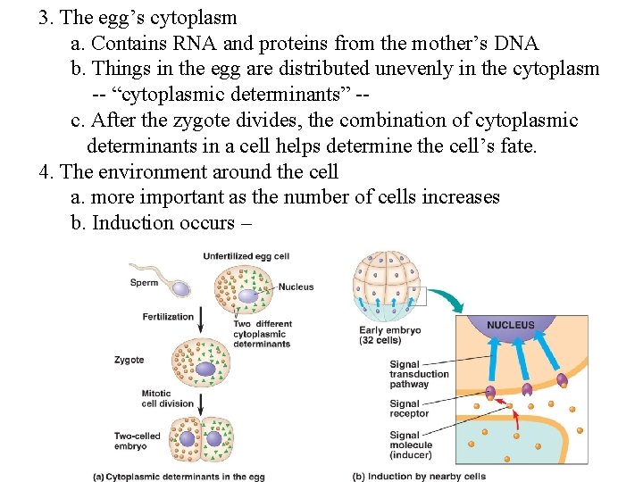 3. The egg’s cytoplasm a. Contains RNA and proteins from the mother’s DNA b.