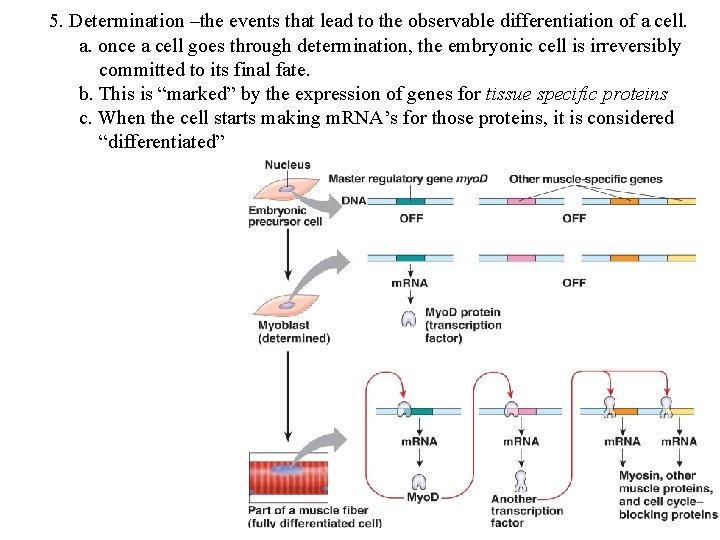 5. Determination –the events that lead to the observable differentiation of a cell. a.