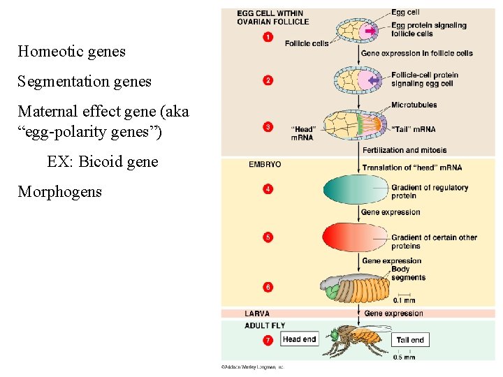 Homeotic genes Segmentation genes Maternal effect gene (aka “egg-polarity genes”) EX: Bicoid gene Morphogens