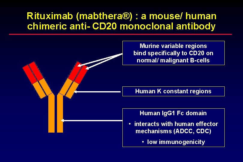 Rituximab (mabthera®) : a mouse/ human chimeric anti- CD 20 monoclonal antibody Murine variable
