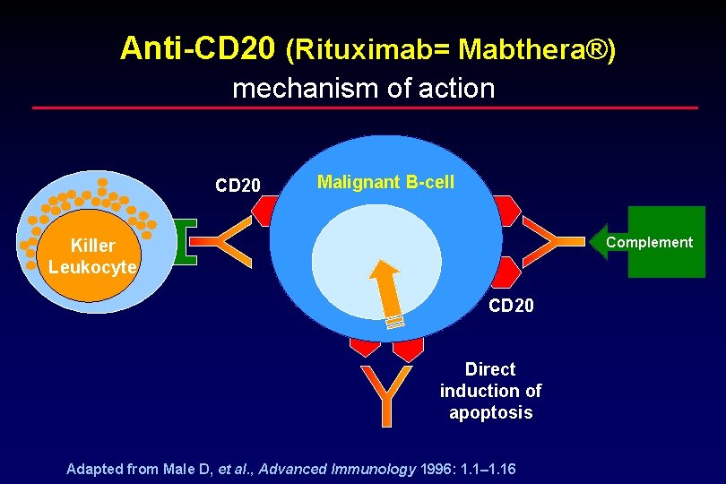 Anti-CD 20 (Rituximab= Mabthera®) mechanism of action CD 20 Malignant B-cell Complement Killer Leukocyte