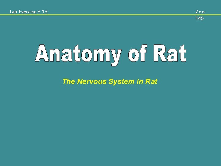 Lab Exercise # 13 Zoo 145 The Nervous System in Rat 