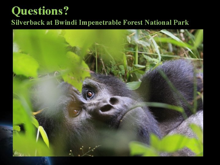 Questions? Silverback at Bwindi Impenetrable Forest National Park 