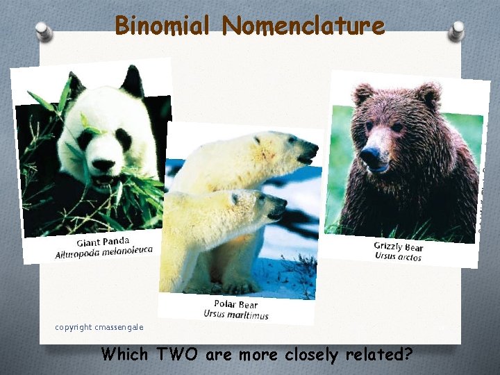 Binomial Nomenclature copyright cmassengale Which TWO are more closely related? 10 