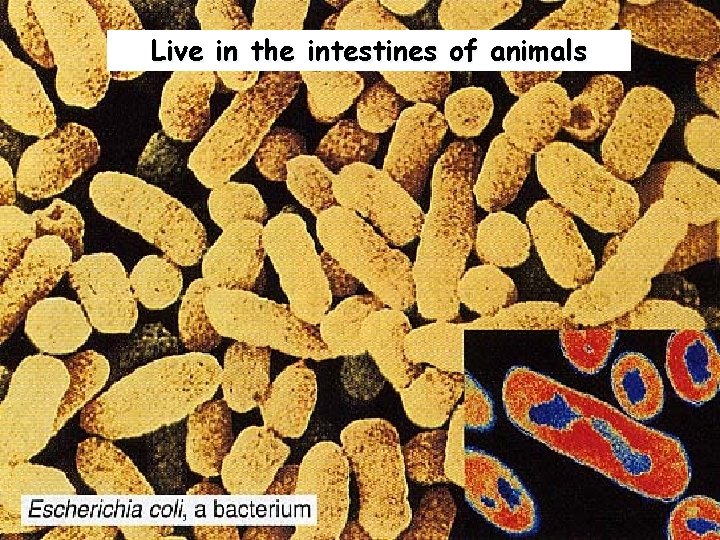 Live in the intestines of animals copyright cmassengale 19 