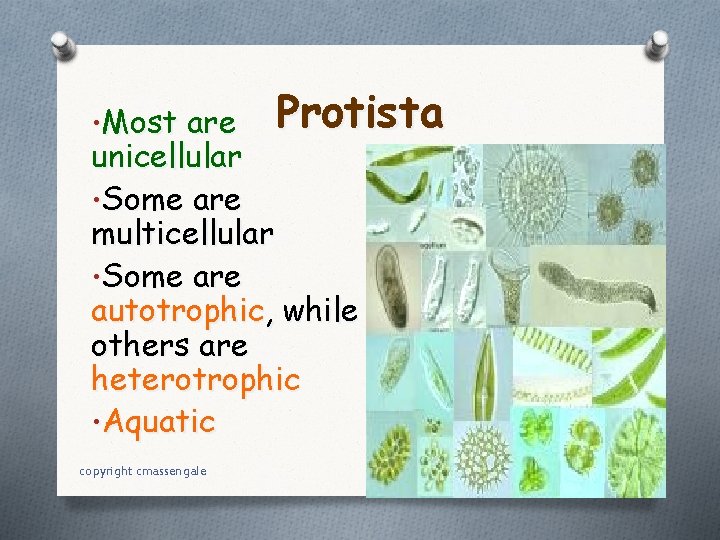  • Most are Protista unicellular • Some are multicellular • Some are autotrophic,