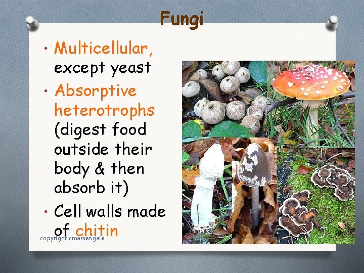 Fungi • Multicellular, except yeast • Absorptive heterotrophs (digest food outside their body &