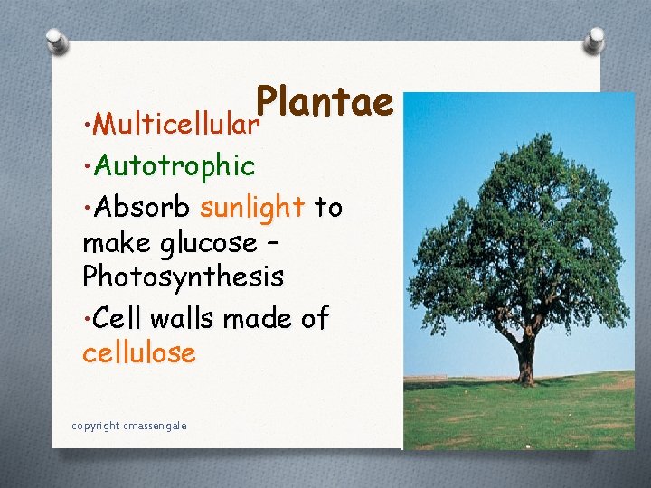 Plantae • Multicellular • Autotrophic • Absorb sunlight to make glucose – Photosynthesis •