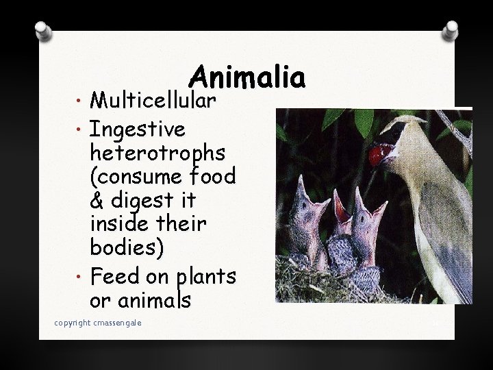 Animalia • Multicellular • Ingestive heterotrophs (consume food & digest it inside their bodies)