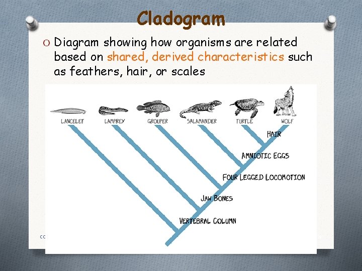 Cladogram O Diagram showing how organisms are related based on shared, derived characteristics such