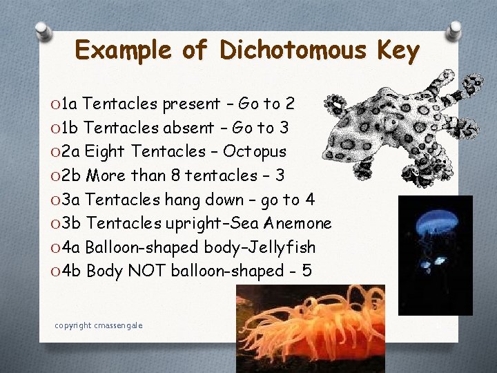 Example of Dichotomous Key O 1 a Tentacles present – Go to 2 O