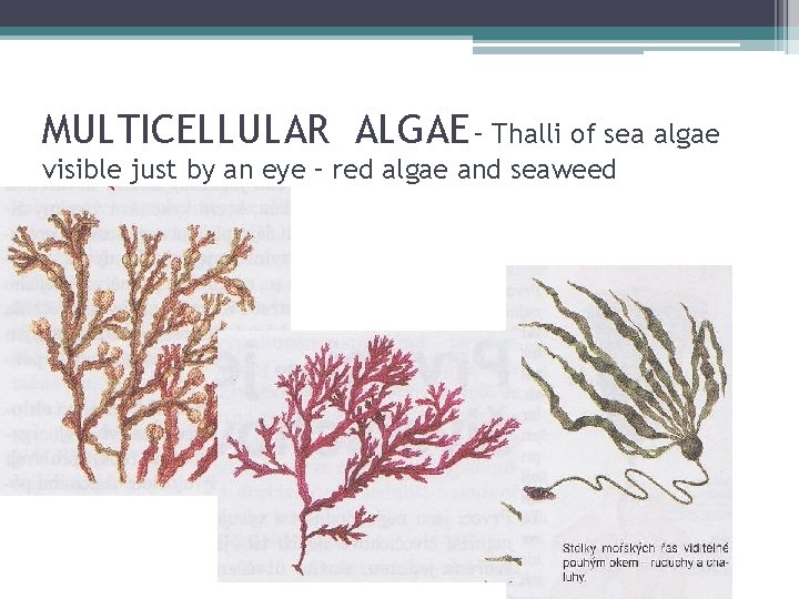 MULTICELLULAR ALGAE – Thalli of sea algae visible just by an eye – red