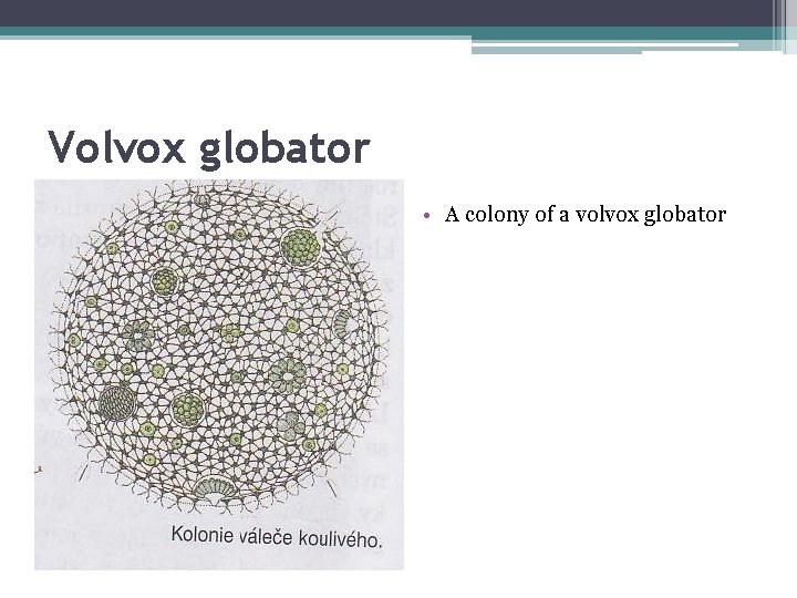 Volvox globator • A colony of a volvox globator 