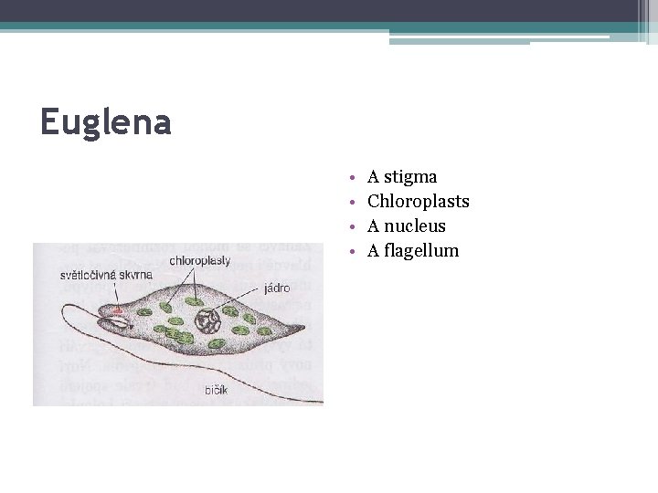 Euglena • • A stigma Chloroplasts A nucleus A flagellum 