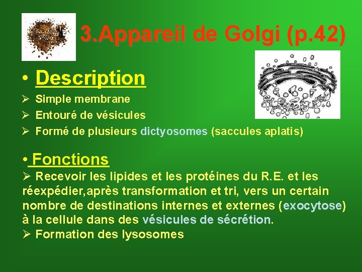 3. Appareil de Golgi (p. 42) • Description Ø Simple membrane Ø Entouré de