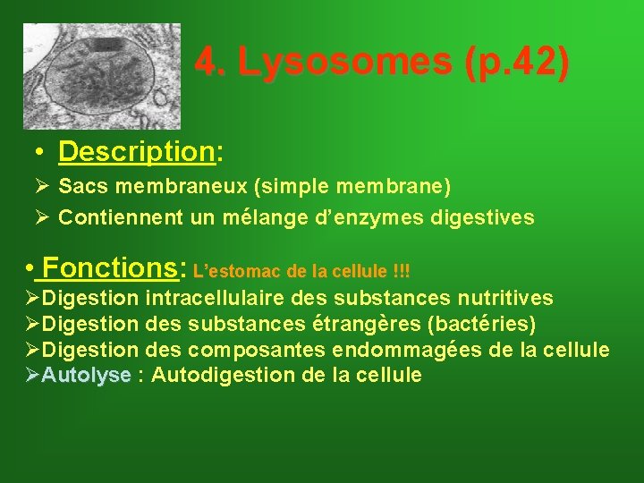 4. Lysosomes (p. 42) • Description: Ø Sacs membraneux (simple membrane) Ø Contiennent un