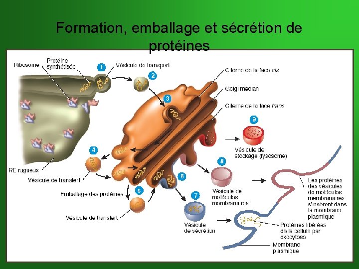 Formation, emballage et sécrétion de protéines 
