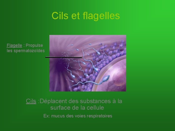 Cils et flagelles Flagelle : Propulse les spermatozoïdes Cils : Déplacent des substances à