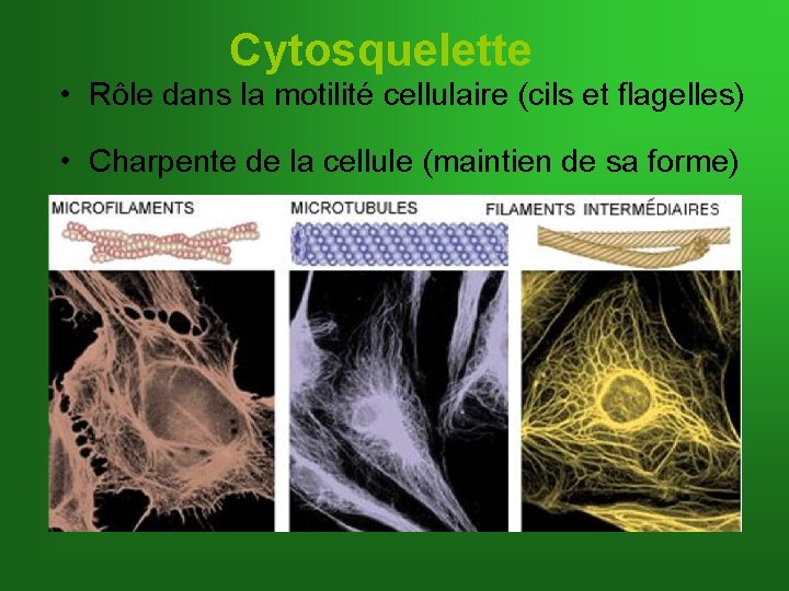 Cytosquelette • Rôle dans la motilité cellulaire (cils et flagelles) • Charpente de la