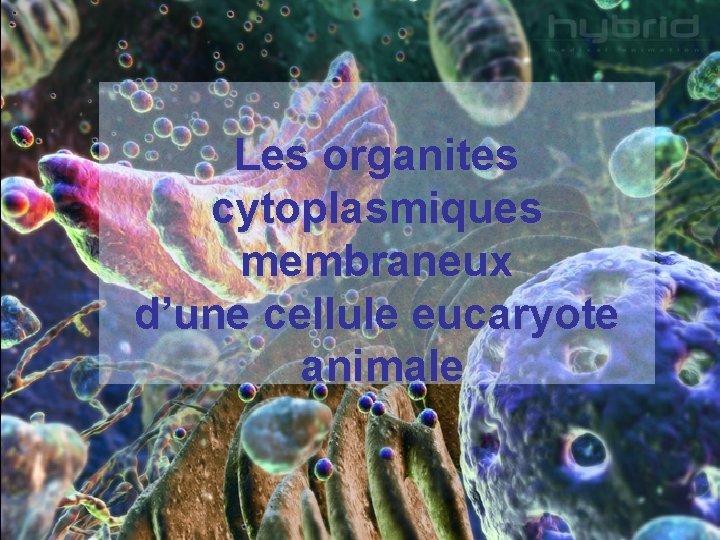 Les organites cytoplasmiques membraneux d’une cellule eucaryote animale 