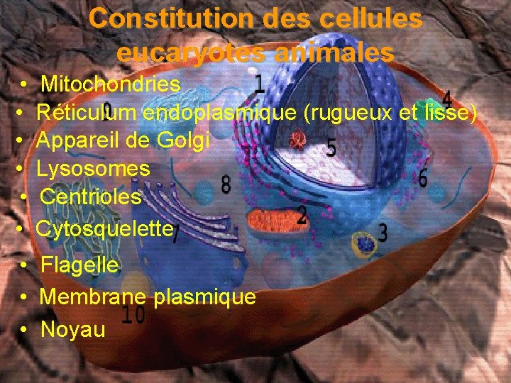 Constitution des cellules eucaryotes animales • • • Mitochondries Réticulum endoplasmique (rugueux et lisse)