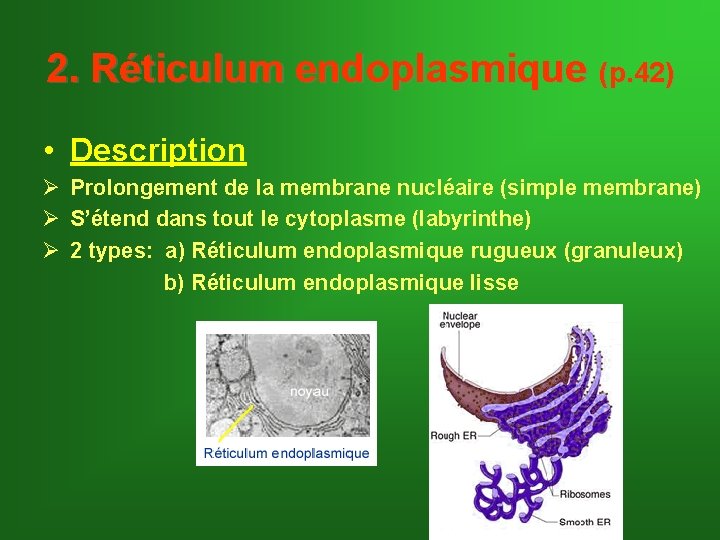 2. Réticulum endoplasmique (p. 42) • Description Ø Prolongement de la membrane nucléaire (simple