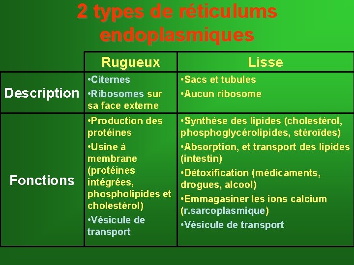 2 types de réticulums endoplasmiques Rugueux Description Fonctions Lisse • Citernes • Ribosomes sur