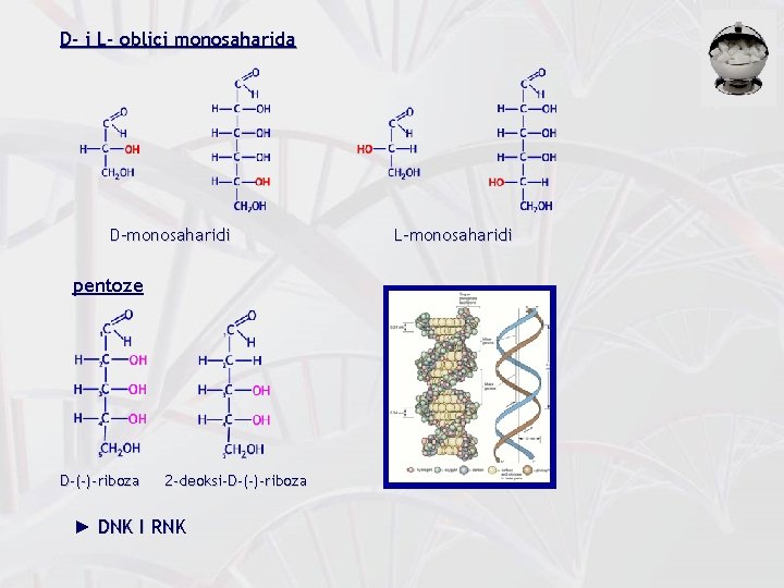 D- i L- oblici monosaharida D-monosaharidi pentoze D-(-)-riboza 2 -deoksi-D-(-)-riboza ► DNK I RNK