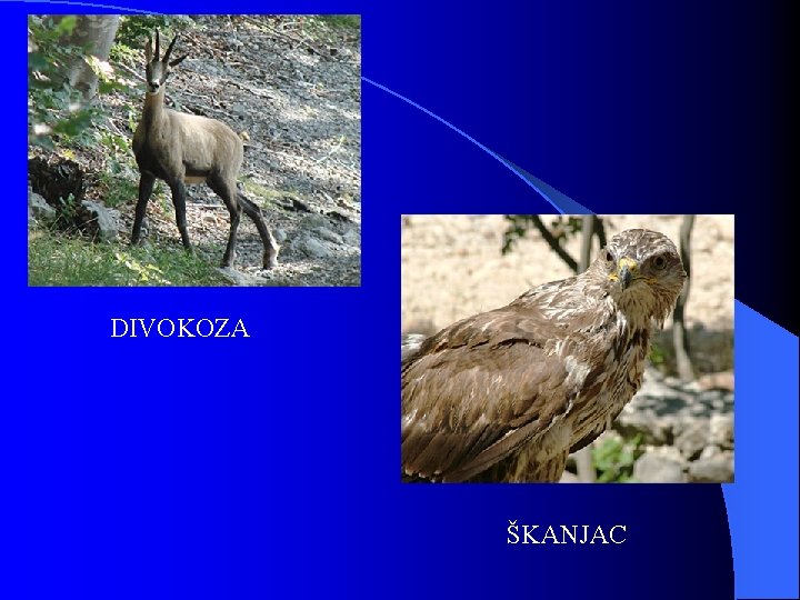 DIVOKOZA ŠKANJAC 