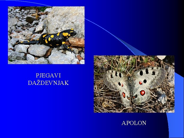 PJEGAVI DAŽDEVNJAK APOLON PJEGAVI DAŽDEVNJAK APOLON
