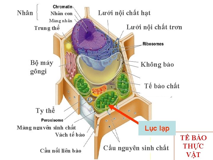 Nhân con Màng nhân Trung thể Bộ máy gôngi Lưới nội chất hạt Lưới