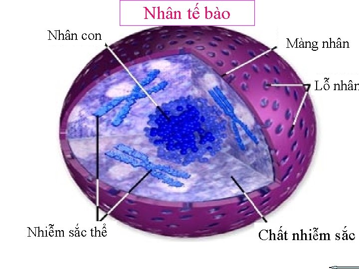 Nhân tế bào Nhân con Màng nhân Lỗ nhân Nhiễm sắc thể Chất nhiễm