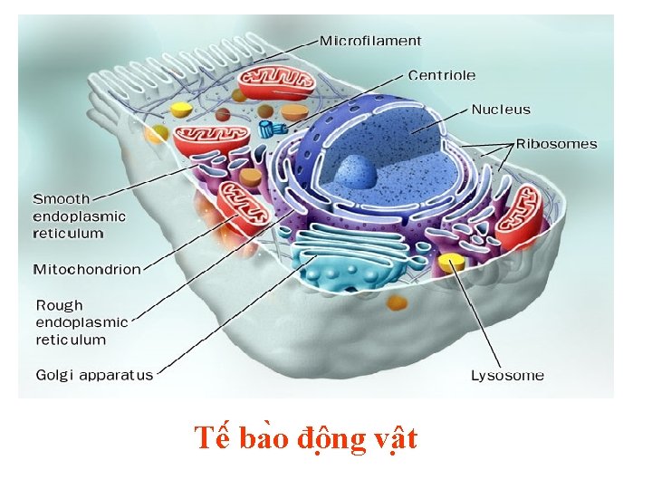 Tê ba o đô ng vâ t 