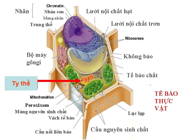 Nhân con Màng nhân Trung thể Bộ máy gôngi Lưới nội chất hạt Lưới