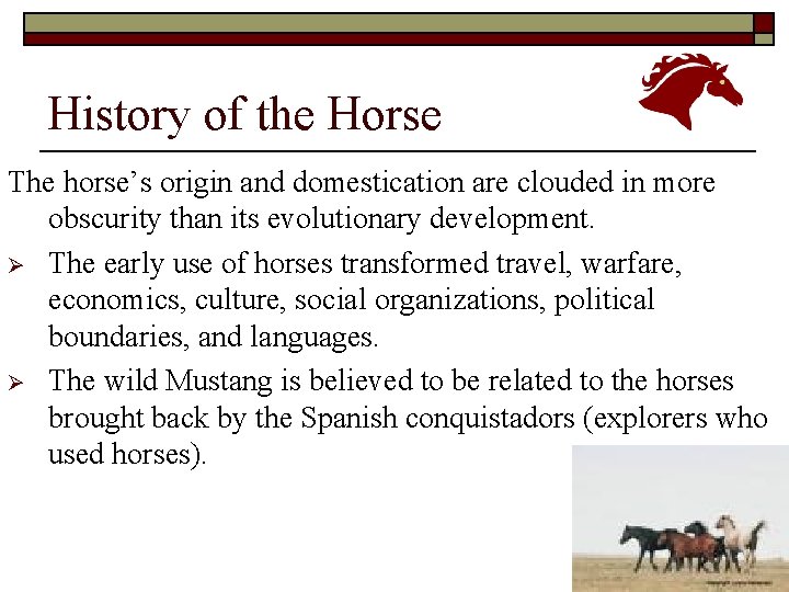 History of the Horse The horse’s origin and domestication are clouded in more obscurity