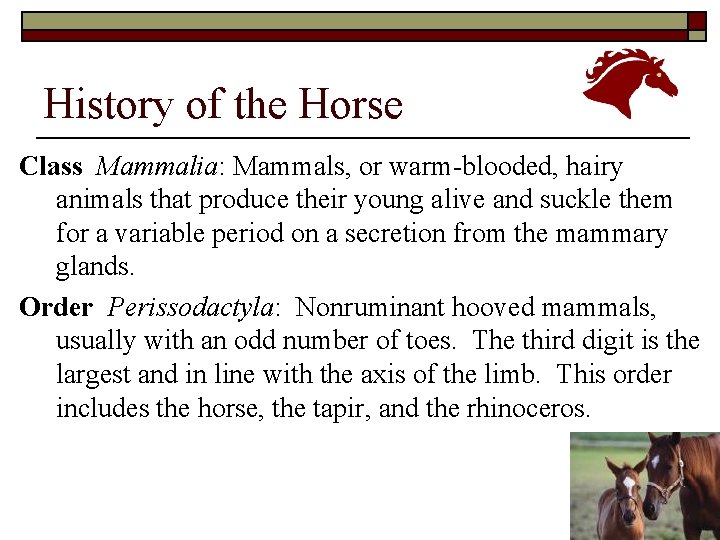 History of the Horse Class Mammalia: Mammals, or warm-blooded, hairy animals that produce their