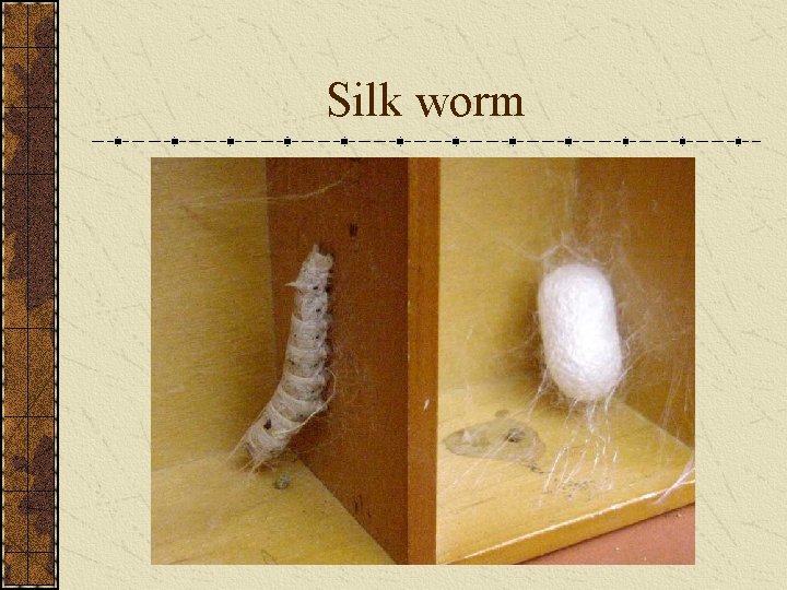 Silk worm Silk worm