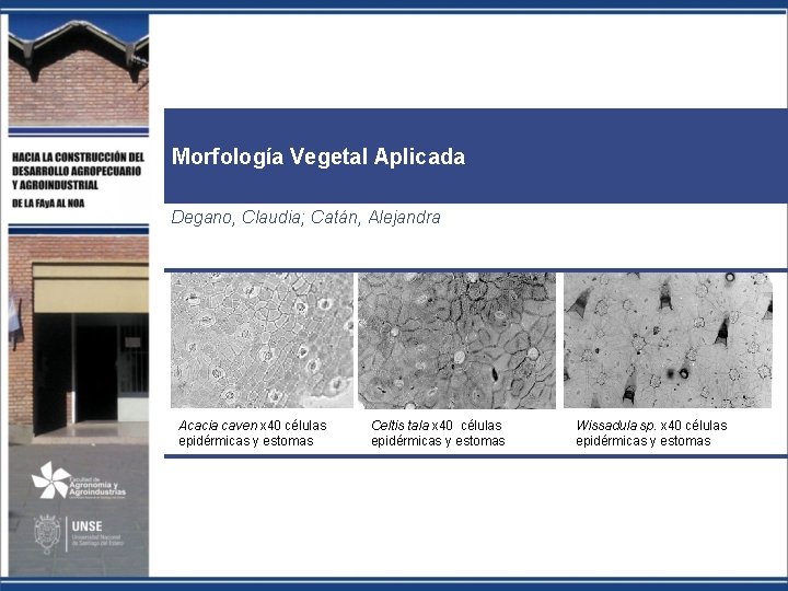 Morfología Vegetal Aplicada Degano, Claudia; Catán, Alejandra Acacia caven x 40 células epidérmicas y