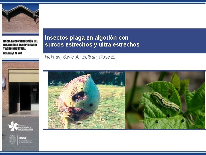 Insectos plaga en algodón con surcos estrechos y ultra estrechos Helman, Silvia A. ;