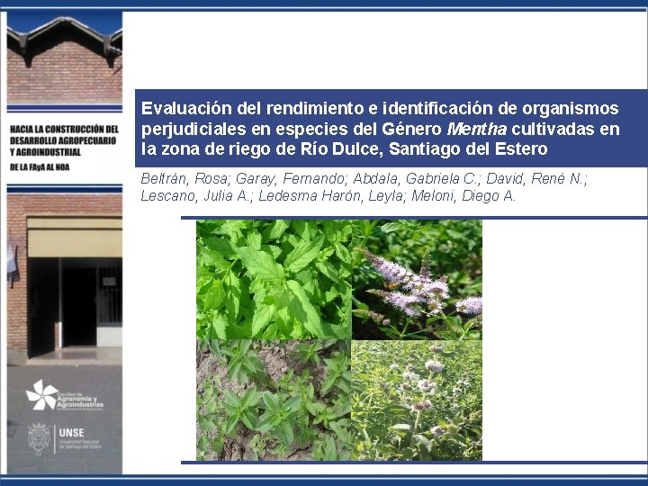 Evaluación del rendimiento e identificación de organismos perjudiciales en especies del Género Mentha cultivadas