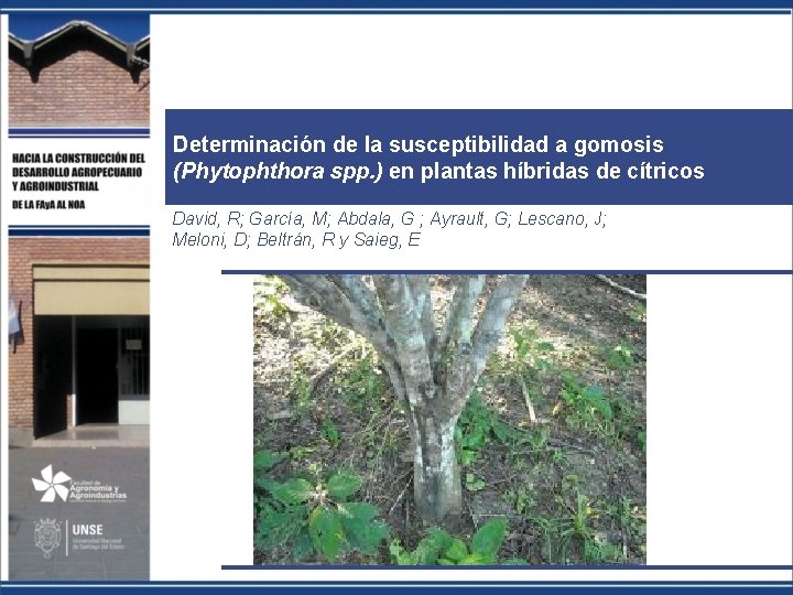 Determinación de la susceptibilidad a gomosis (Phytophthora spp. ) en plantas híbridas de cítricos