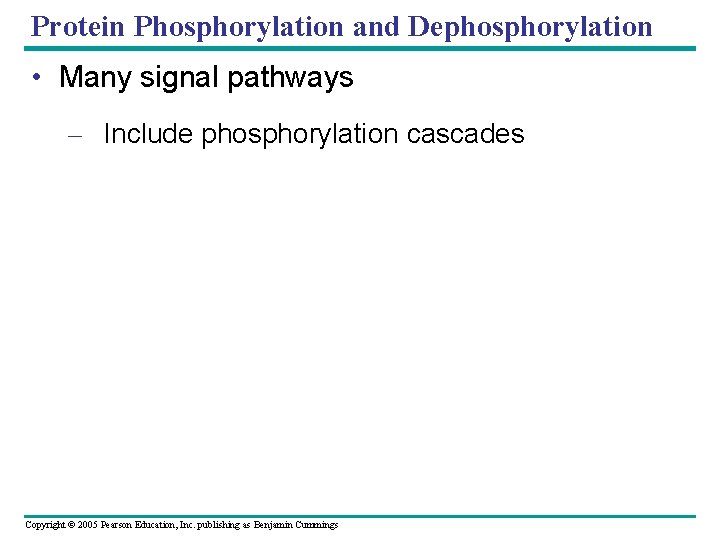 Protein Phosphorylation and Dephosphorylation • Many signal pathways – Include phosphorylation cascades Copyright ©