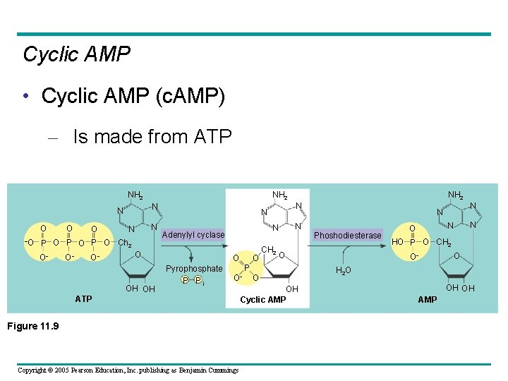 Cyclic AMP • Cyclic AMP (c. AMP) – Is made from ATP NH 2