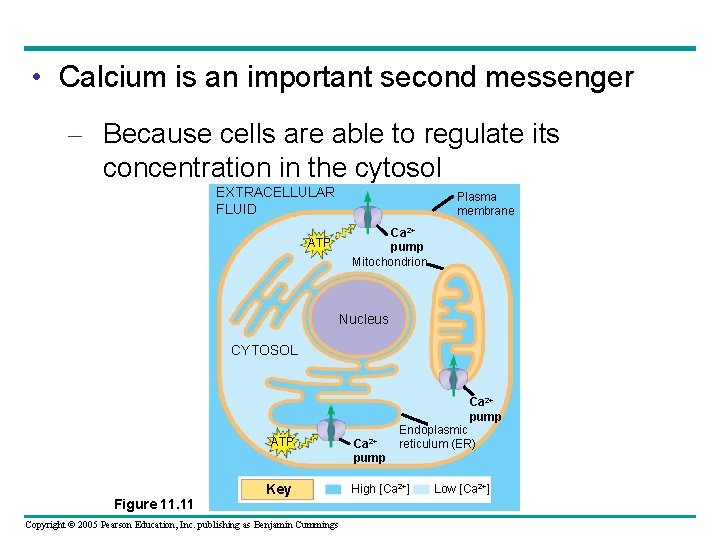  • Calcium is an important second messenger – Because cells are able to