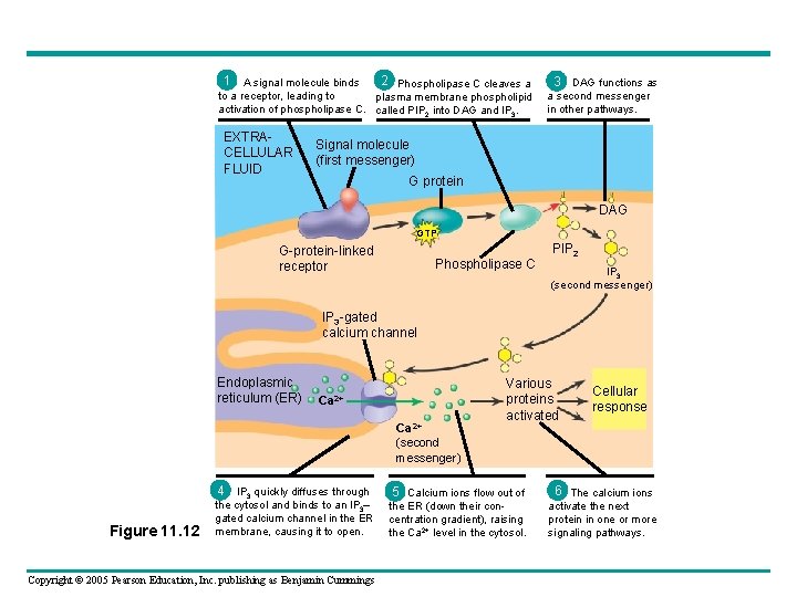 1 2 A signal molecule binds Phospholipase C cleaves a to a receptor, leading