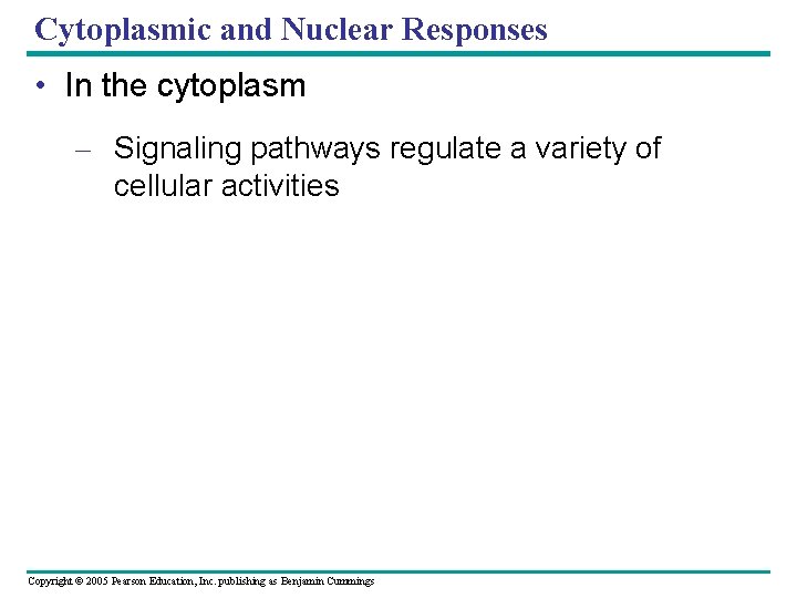 Cytoplasmic and Nuclear Responses • In the cytoplasm – Signaling pathways regulate a variety