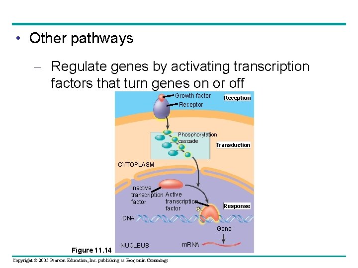  • Other pathways – Regulate genes by activating transcription factors that turn genes