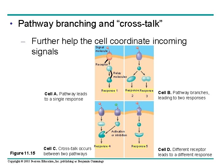  • Pathway branching and “cross-talk” – Further help the cell coordinate incoming signals