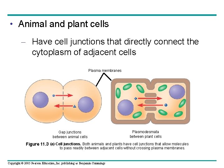  • Animal and plant cells – Have cell junctions that directly connect the