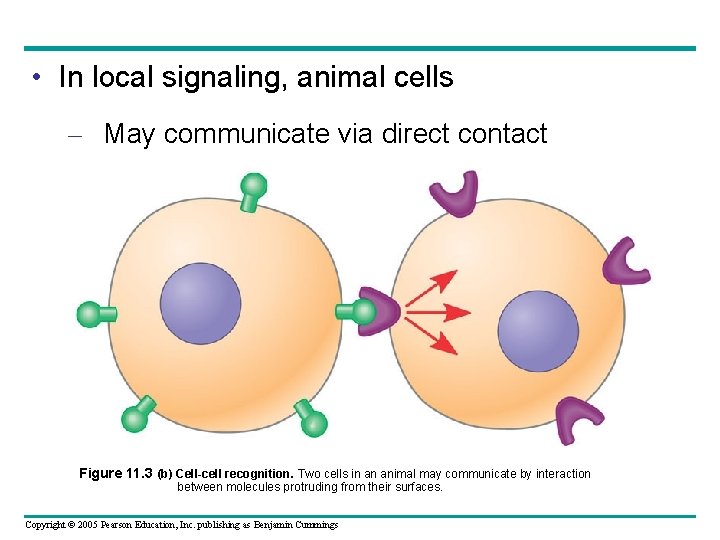  • In local signaling, animal cells – May communicate via direct contact Figure